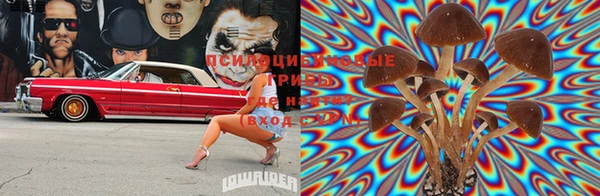 PSILOCYBIN Богородицк